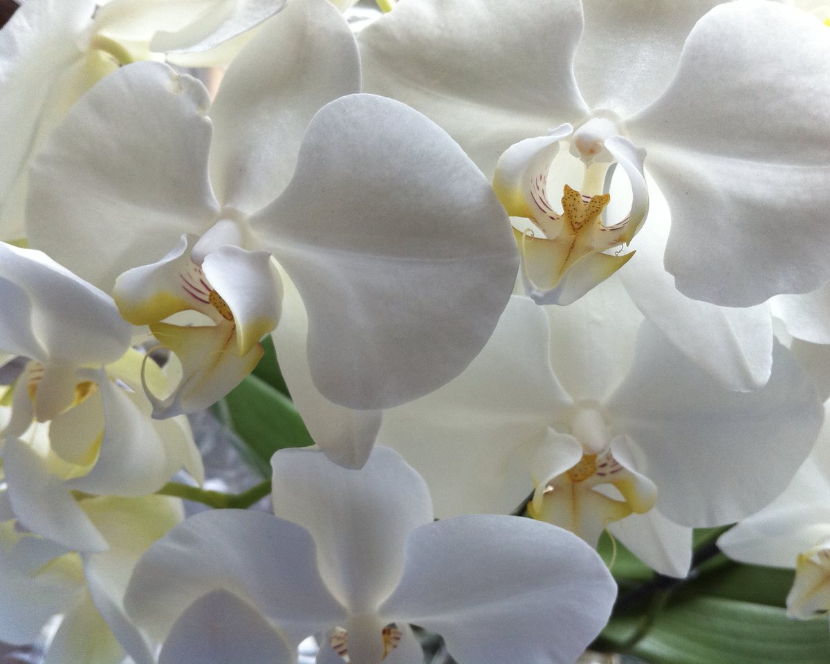 Weiße Orchideenblüten